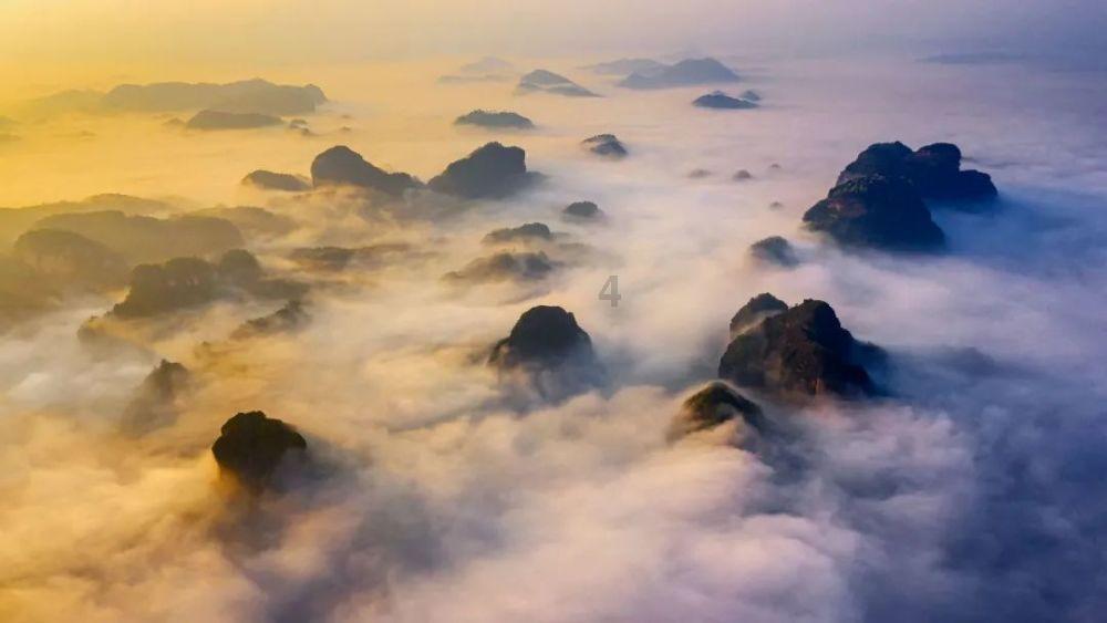 雨后盛放